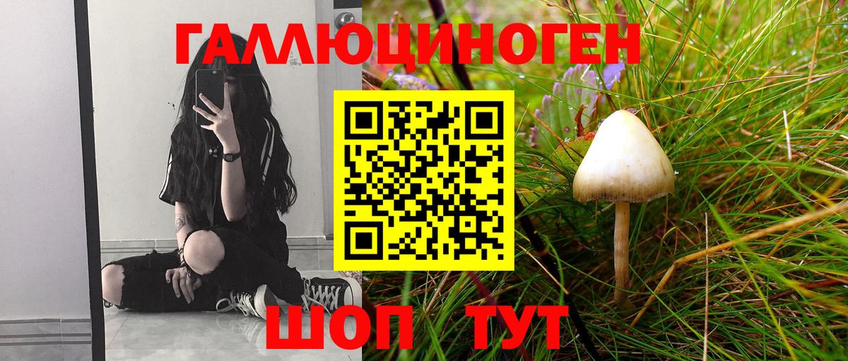Псилоцибиновые грибы Psilocybe Чистополь